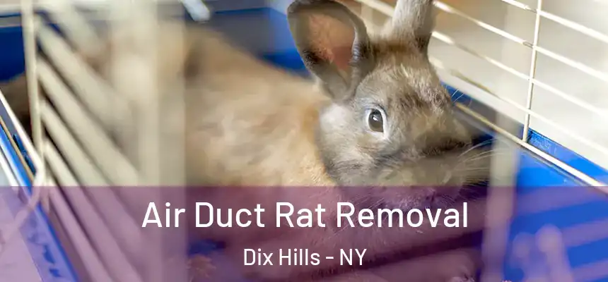Air Duct Rat Removal Dix Hills - NY